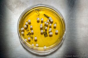 08_BioTech.jpg